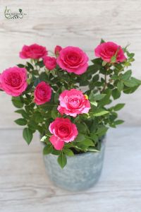 Rosa im Topf, verschiedene Varben