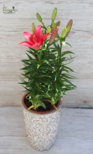 Lilly in pot (outdoors)