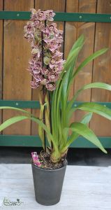 cymbidium orchid
