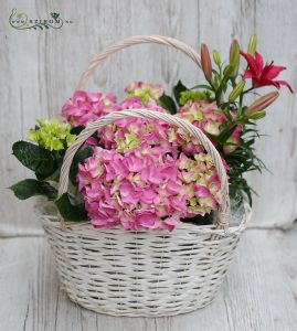 pflanzenkorb (Hortensie, lily)