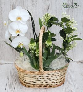 pflanzenkorb orchidee, stephanotis)