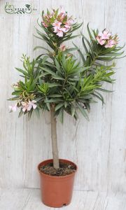 oleander (kinti)