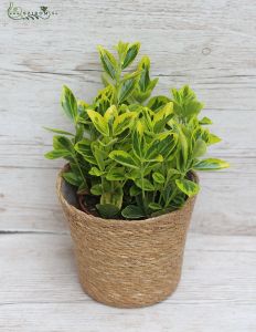 Euonymus im Topf (garten)