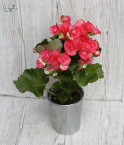 nagy teltvirágú begónia különböző színekben kaspóban (30cm)
