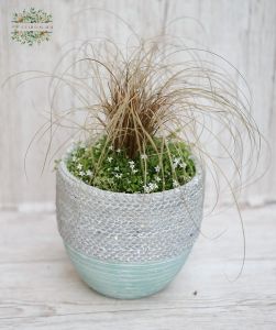 garden plants anulas