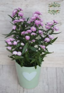 Aster (kinti)