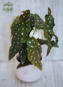 Begonia maculata) im Topf