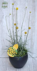 Craspedia arrangement in pot (balcony)