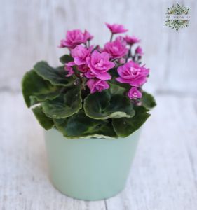 mini Saintpaulina in verschiedene Varben , im Topf