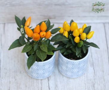 Mini Paprika Pflanze, 2 Stück, im Topf