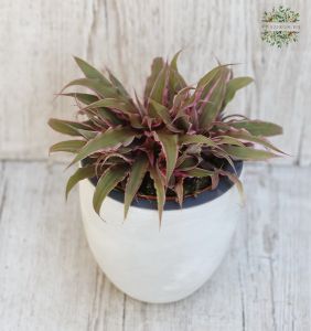Lándzsalevél (Rhoeo spathacea) kaspóban
