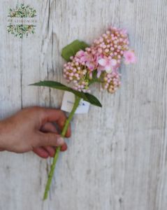 Lilac silkflower