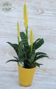 Vriesea im Topf