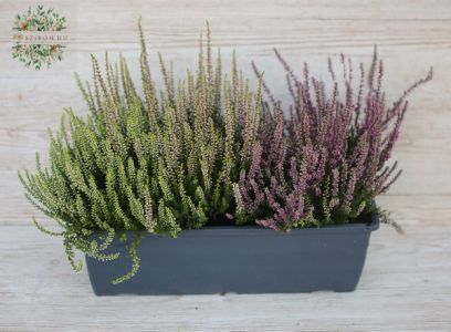 Callunas in a window box