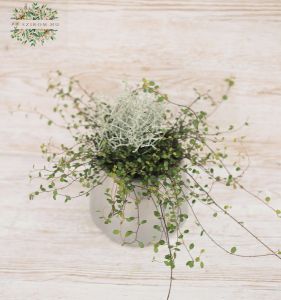 Calocephalus Brownii + Muehlenbeckia im Topf
