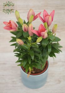 Lilies in pot