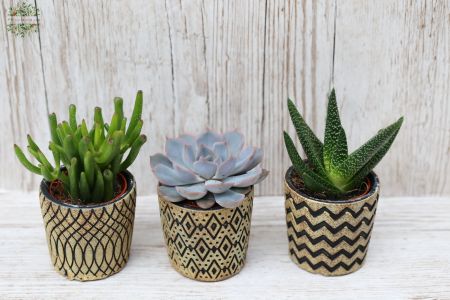 3 piece succulents in pot