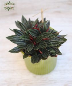 Peperomia kaspóban (szobanövény)