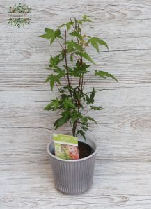 Japanese maple in a pot (outdoor plant)
