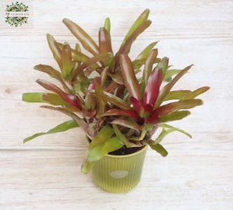 Neorelegia in pot