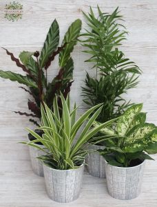 4 green potplants in pots