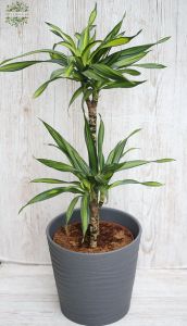 Dracena Riki with pot, medium