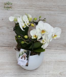 Wreath phalaenopsis orchid with pot, white or pink flowers