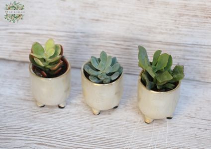 mini sukkulanten Pflanz in Topf (10cm) 1 st