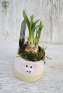 Narcisse im Tiertopf