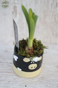 Daffodil in animal pot