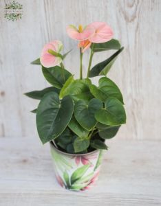 Anthurium in pot