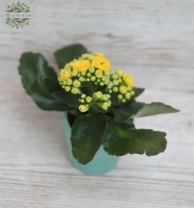 mini kalanchoe in pot