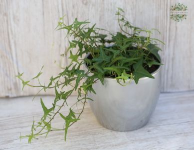 Hedera in pot