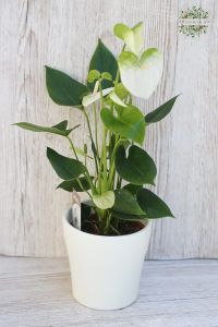 Anthurium kaspóval