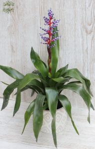 Aechmea Blue Rain