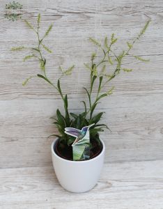 Catopsis kaspóval - szobanövény