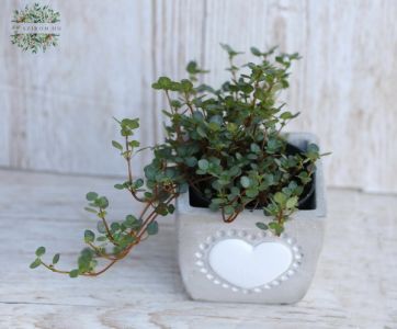 Pilea in a pot with heart pattern - indoor plant