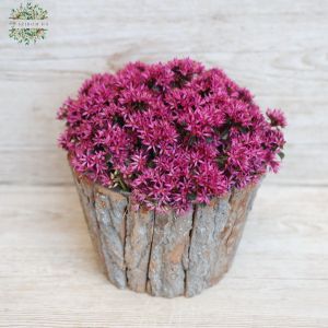 Sedum solarity in pot - balcony plant