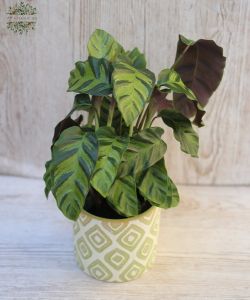 Calathea im Topf - Zimmerpflanze
