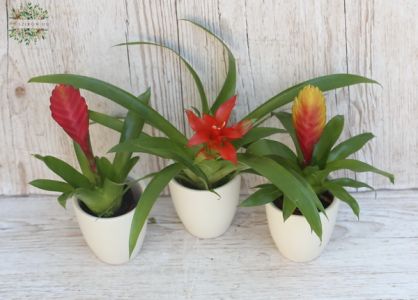 Mini Bromelia 1 st