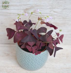 Oxalis vörös lóhere
