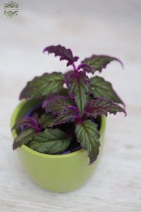 Gynura aurantiaca in pot