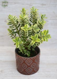 Hebe in pot