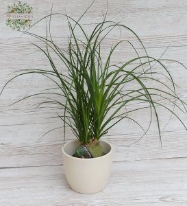 Nolina recurvata im Topf