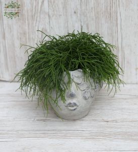 Head pot with rhipsalis