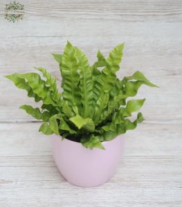 Asplenium Nidus