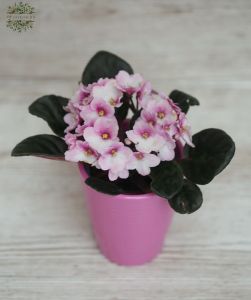 saintpaulia ionantha fokföldi ibolya