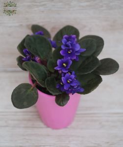 saintpaulia ionantha in different colors in pot
