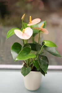 Kis anthurium, barack