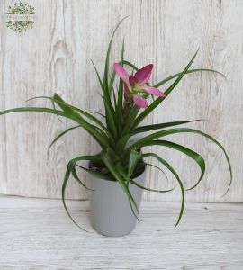 Tillandsia in pot